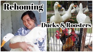 Rehoming Animals - Farm Vlog
