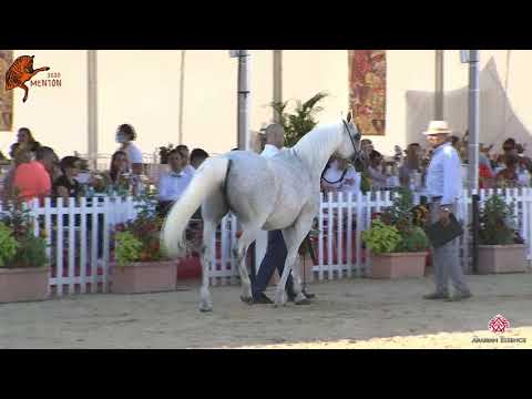 N 70 PILAROSA   2020 Menton Mediterranean and Arab Countries Arabian Horse Championship   7 Years Ol