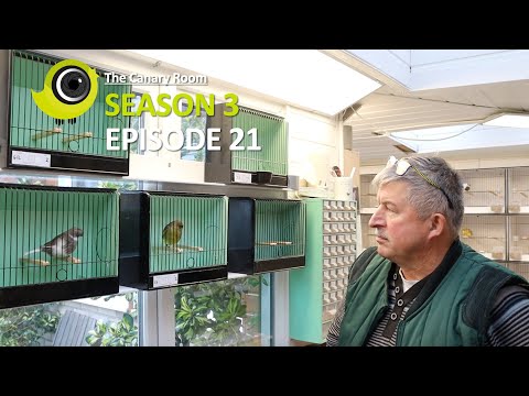 The Canary Room - Season 3 Episode 21 - A visit to Dave Rands The Gloster Man