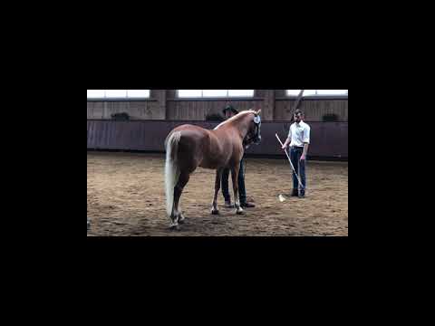 Schwäbische Stutbucheintragung Haflinger/Edelbluthaflinger am 27.05.2021 in Unterthingau - Ring 1