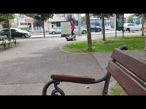 Cainele prietenul omului