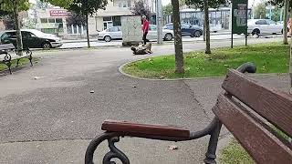 Cainele prietenul omului