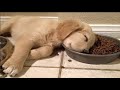 Funny And Cute Golden Retriever Puppies Compilation 2 Cutest Golden Puppy 2022