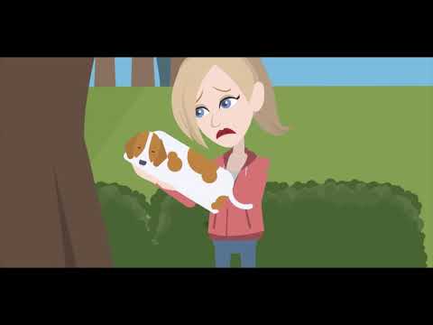 Adopt Pet or Post for Adoption Video