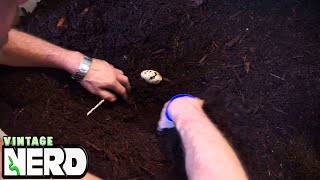 Monitor Momma Laying Eggs