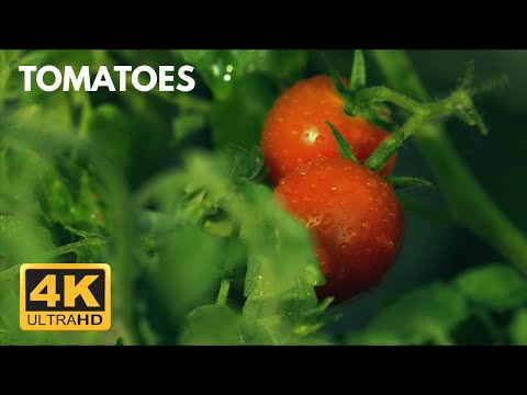 4K HDR Fields of Green, Red Ripe Tomatoes; Juicy, Abundant Vegetables; Soft Relaxing Piano Music