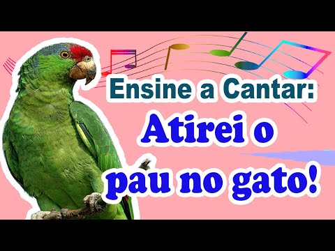 Treinamento de papagaio - Ensine o papagaio a cantar atirei o pau no gato - canto para papagaio