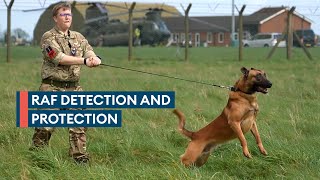 The RAF Police's 'force multiplier' dogs protecting Quick Reaction Alert Typhoons