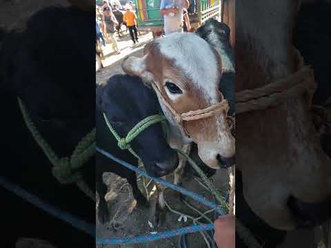 precios del ganado en el tiangue de San Rafael Cedros, Cuscatlán, sábado 15 de noviembre 2025