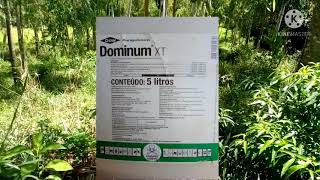 Controle químico contra ervas daninhas na pastagem, com herbicida e bomba costal...