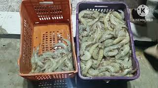 ఇరవై కౌట్ రొయ్యలు చూడండి 🦐🦐🦐🦐🦐