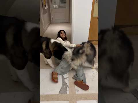 Janhvi Kapoor’s Struggle To Manage Her Two Furry Babies😍 #shorts #bollywood #dog