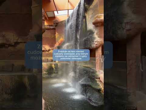 Wrocławskie Afrykarium! Największe oceanarium w Polsce 🐠🐟🦈 #wrocław #oceanarium #afrykarium