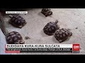 Budidaya Kura Kura Sulcata REDAKSI SIANG 06 08 21