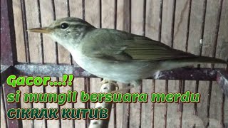 Download lagu Suara Burung Cikrak Kutub Gacorr.. mp3