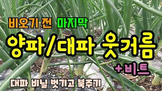 양파대파비트 비오기전 웃거름주기 양파는 비대기가 되어 알뿌리가 굵어지고있고 양파대파 봄철 해충방제 대파 비닐…