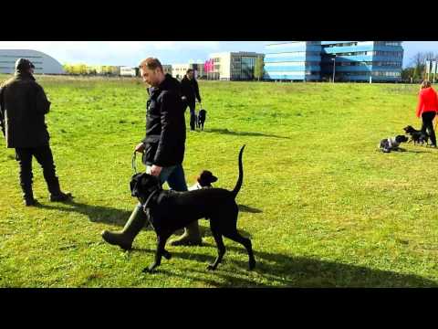 V160424 Training Dingo - Down liggen