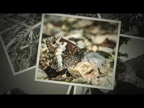 GRIFONI CORNINO e MAGREDI 2016