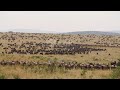 Slow Motion Close Up Migrating Herd Wildebeest Running In African Savannah Grasslands 4K