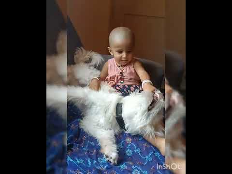 Bonding of Shadow and Dhanvi🥰🥰Pacho Shadow lalli hadthini😄😄🤗🤗