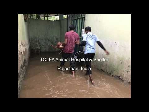 Building Works To Flood-Proof Our Animal Hospital