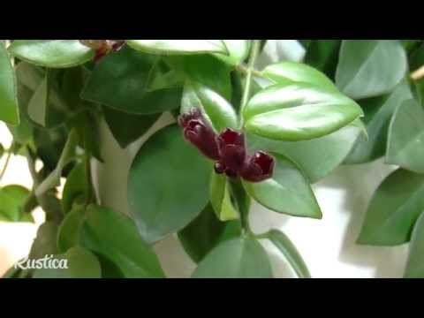 comment soigner la plante zamioculcas