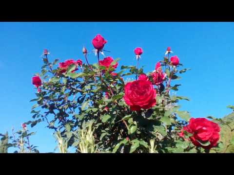 Massimo Liberatori - L'Albero della Luna