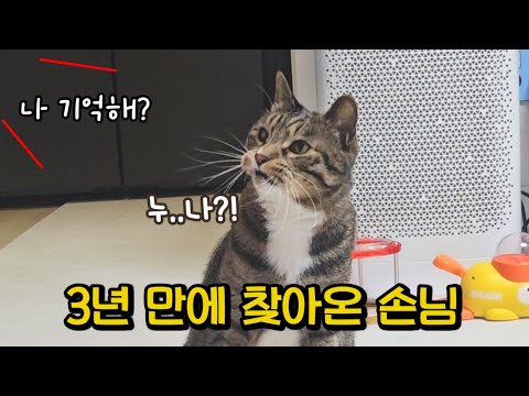 길고양이 시절 돌봐줬던 누나가 이름을 부르자..