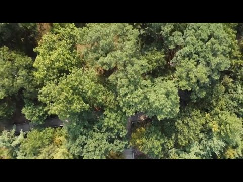 youtube embeded image