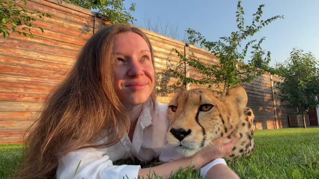 В обнимку с гепардом| My incredible cheetah❤️