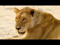 These Lions Think They Re In Charge But They Re Really Not
