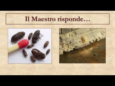 Quali farmaci sono necessari per cura di alcolismo Il pane arabo di mogli di chiodo con testa a scomparsa