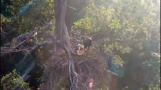 AMAZING! Baby Hawklet Brought In As Prey Is Thriving On Eagle Nest! 🐦 EAGLET FEEDS HAWKLET!  6.11.22