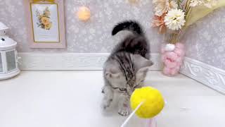 アメリカンショートヘアの動画01