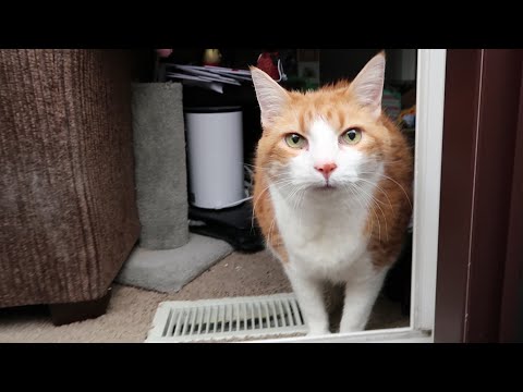 Cat Gets Scared By Wind