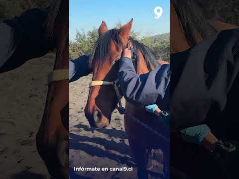 Aplican microchips a equinos en San Rosendo para prevenir robos y reforzar control sanitario