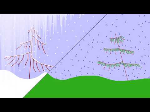 Rainy Winter