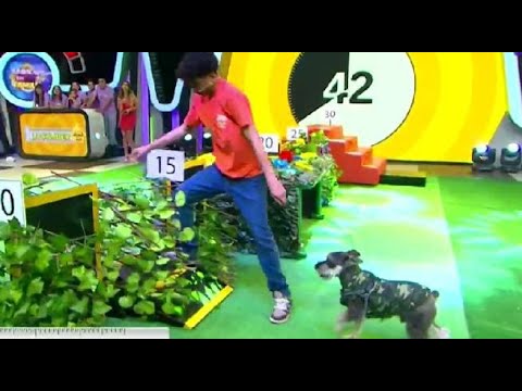 The two families' pets tested their skills on 'The Perfect Duo' - Family Saturdays