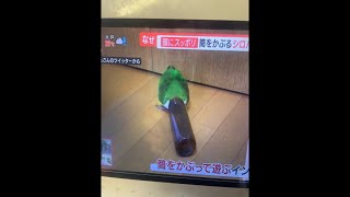 近況報告　短めのライブ