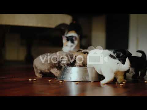 baby dog to share milk