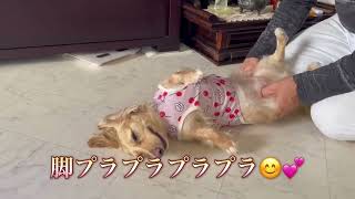 #いぬ #いぬのいる生活 #マッサージ#犬#犬のいる暮らし #犬のいる生活 #犬動画 #犬好き #犬好きさんと繋がりたい #dog #かわいい#気持ちいい#ドッグ#ペット#ペット動画 