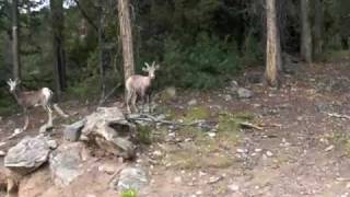 Wild goats near the Willow Creek trailhead in the Sangre De Cristo mountains of Colorado