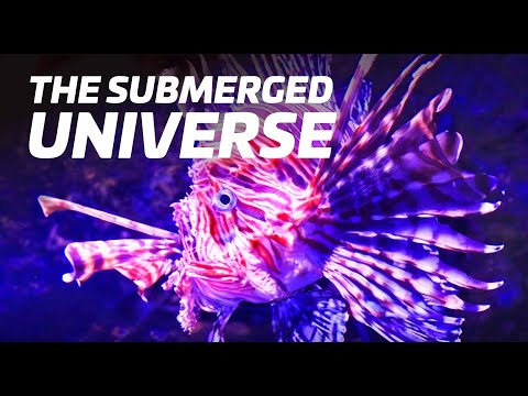 The OCEAN is SCARIER than SPACE – Here’s why