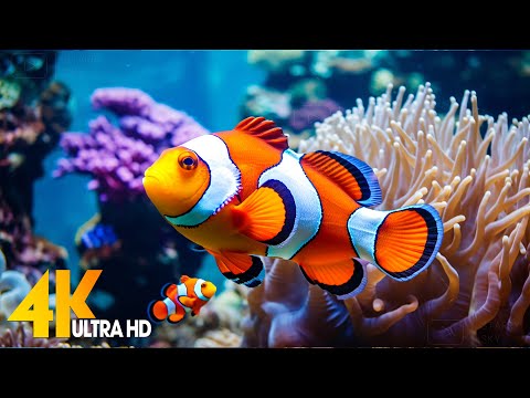 Aquarium 4K VIDEO (ULTRA HD) ???? Beautiful Coral Reef Fish - Relaxing Sleep Meditation Music #89