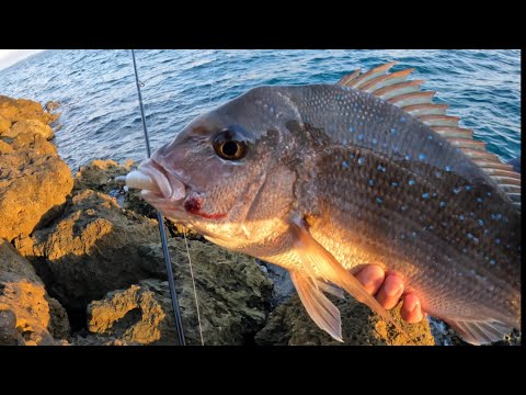 SOFT PLASTICS VS MICRO JIGS - Perth land based Fishing