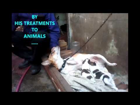 ZAMIRA by KAPHELSTOK