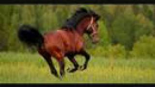 Has a bunch of foals in