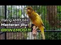 KENARI GACOR Cuit CUIT BIRAHI UNTUK PANCINGAN MASTERAN Kenari PAUD AGAR BUNYI