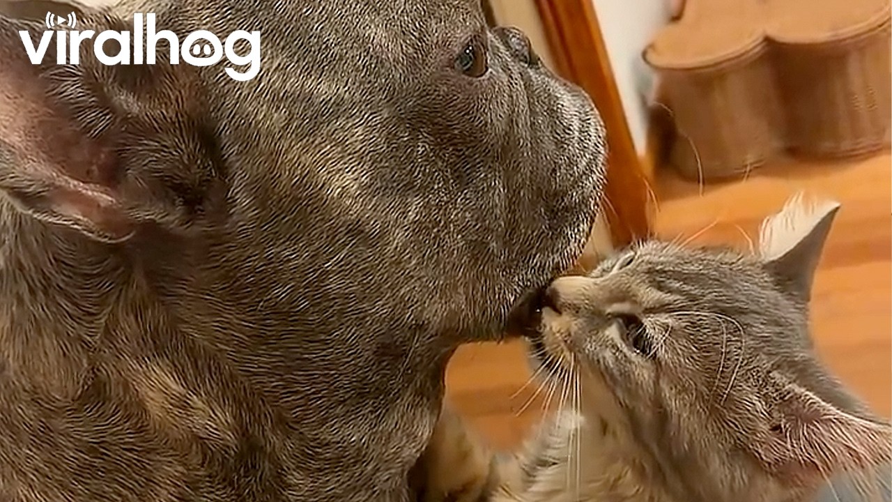 Adorable Kitten Nursing on Dogs Lip || ViralHog