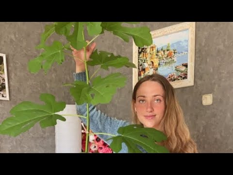 How I Grew Fig Tree from Seeds | How to Grow Fig at Home